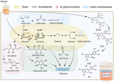 Research progress on alternative kombucha substrate transformation and the resulting active components